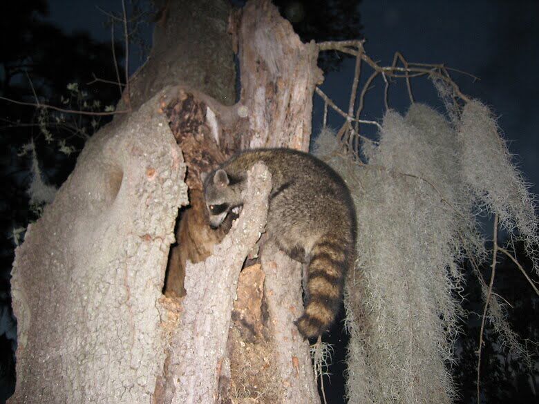 Do Raccoon Repellents Work? Pest Control Animal