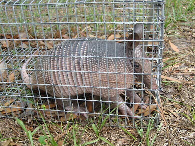 Best Ways to Trap an Armadillo Pest Control Animal