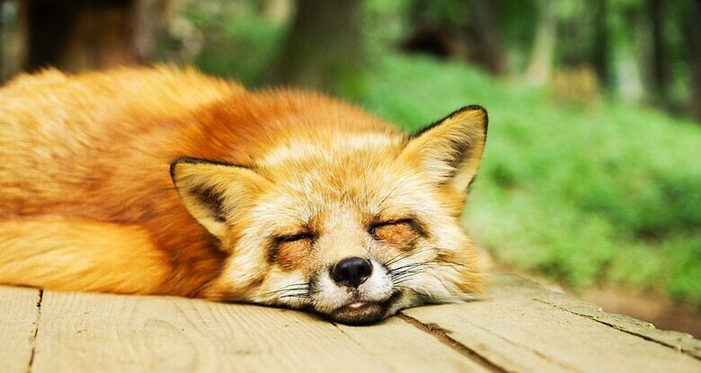 fox lying down