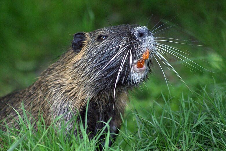 beaver-493798_1280 (1)