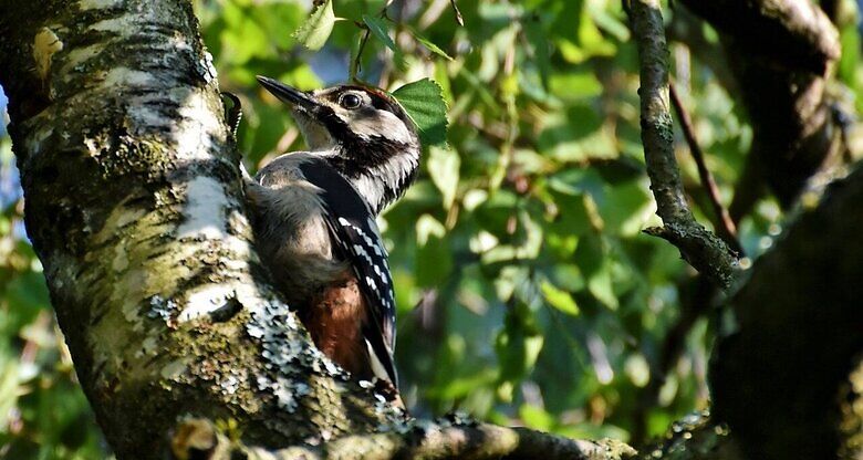 great-spotted-woodpecker-3957726